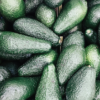 Aguacate mexicano conquista el Super Bowl con 120 mil toneladas en exportación